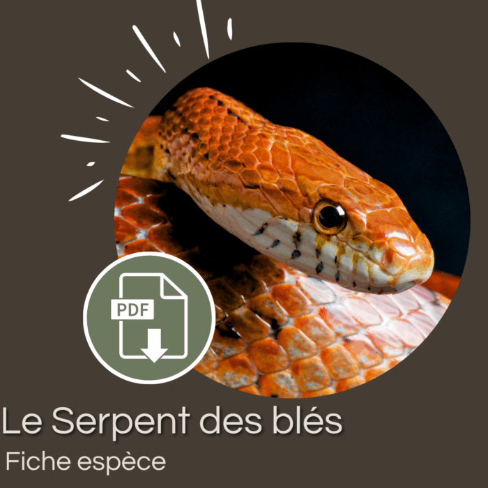 Pack : Serpent des blés (Panterophis guttatus)