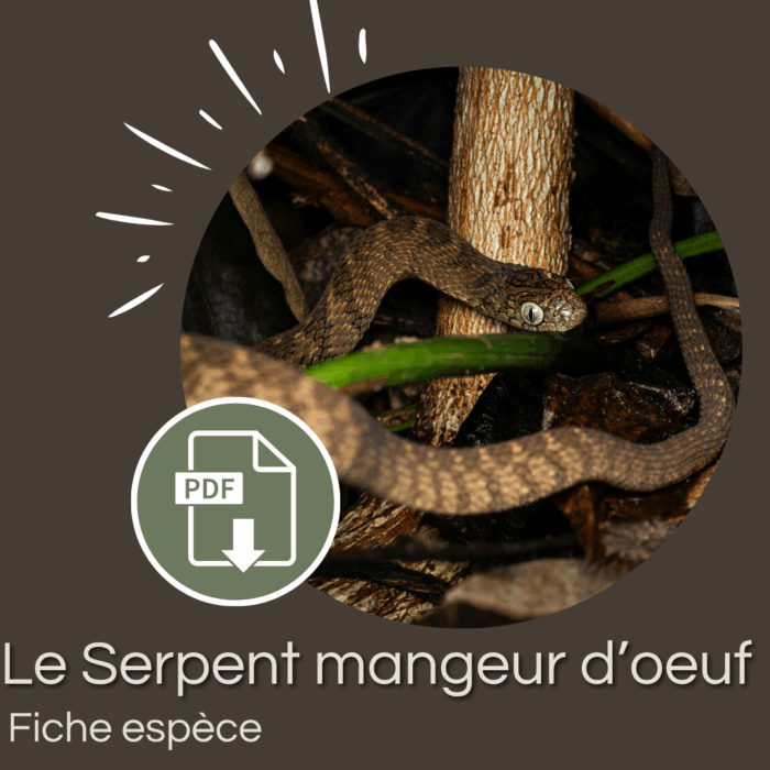 Pack : Serpent mangeur d’œufs Africain (Dasypeltis scabra)