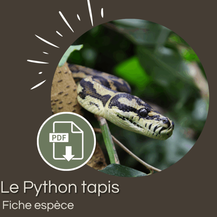 Pack : Python tapis (Morelia spilota)