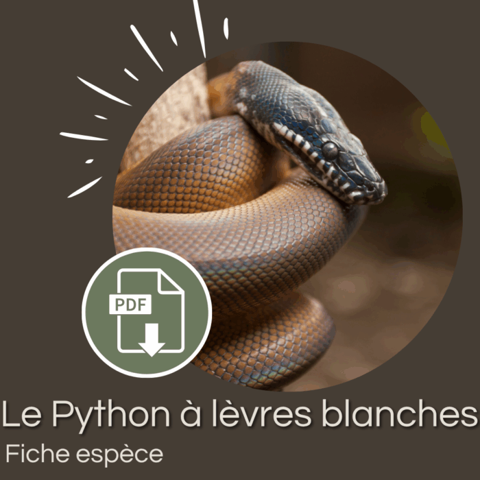 Pack : Python à lèvres blanches (Leiopython albertisii)