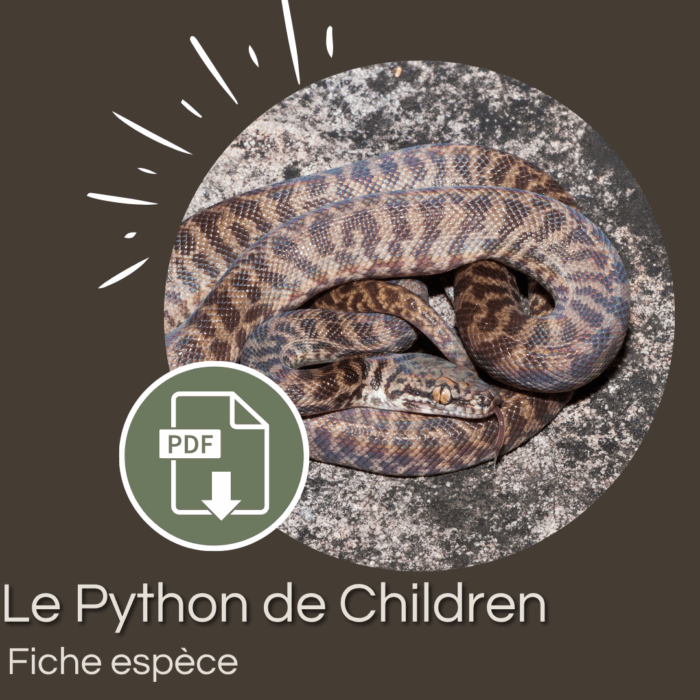 Pack : Python de Children (Antaresia childreni)