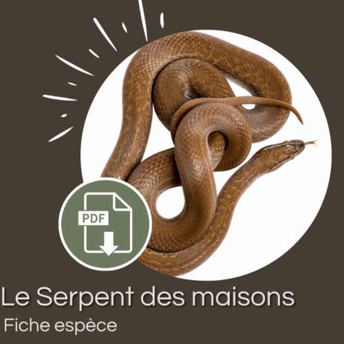 Pack : Serpent des maisons (Boaedon capensis)