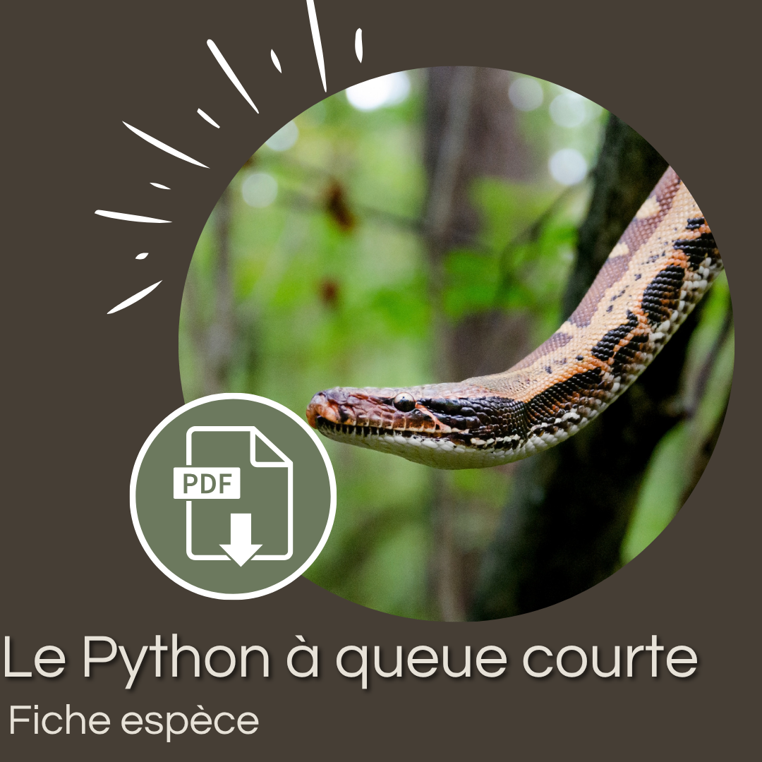Pack 30 Fiches Espèces Serpents + Guide d'Interprétation Méthodologique (PDF) – Image 18