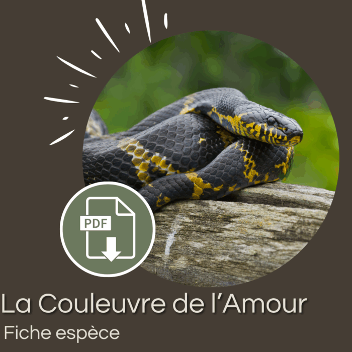 Pack : Couleuvre de l'Amour (Elpahe schrenckii)