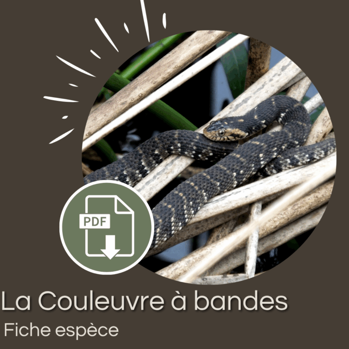 Pack : Couleuvre à bande (Nerodia fasciata)