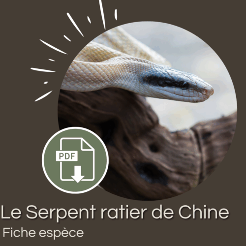 Pack : Serpent ratier de Chine (Elaphe taeniurus)