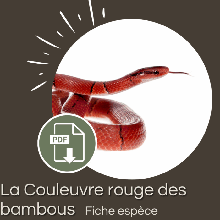 Pack : Couleuvre rouge des bambous (Oreocryptophis porphyraceus)