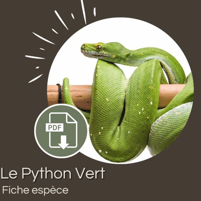 Pack : Python vert (Morelia viridis)
