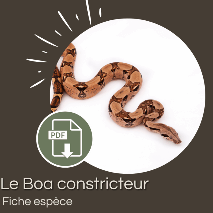 Pack : Boa constricteur (Boa imperator)