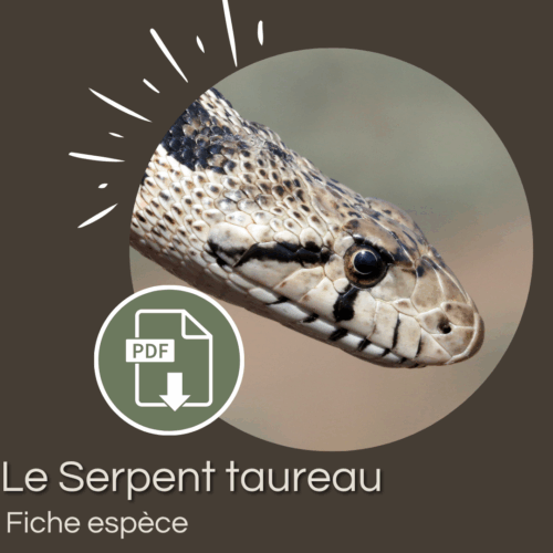 Pack : Serpent taureau (Pituophis catenifer)
