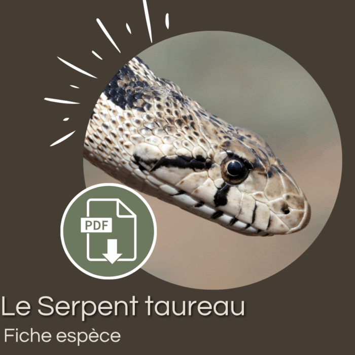 Pack : Serpent taureau (Pituophis catenifer)