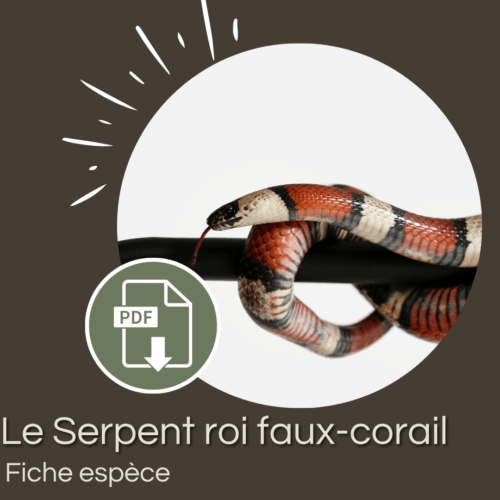 Pack : Serpent roi faux-corail (Lampropeltis triangulum)