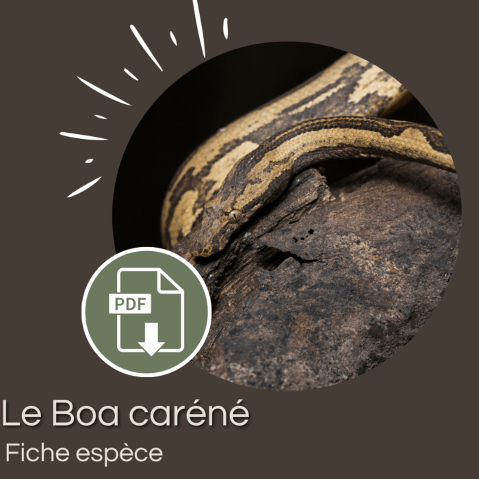 Pack : Boa caréné du Pacifique (Candoia carinata)