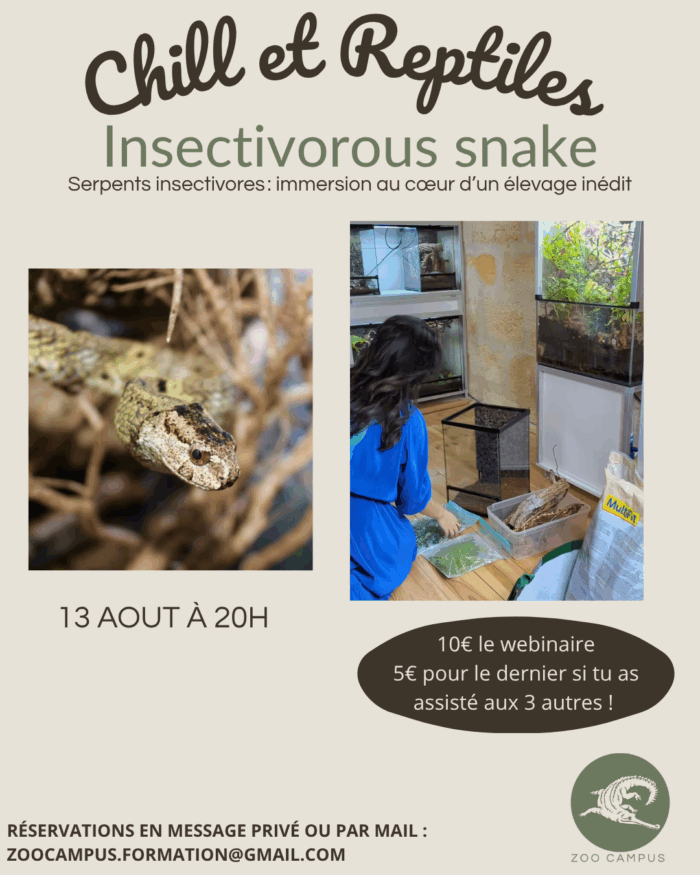 13/08 à 20h : Serpents insectivores, immersion au cœur d'un élevage inédit