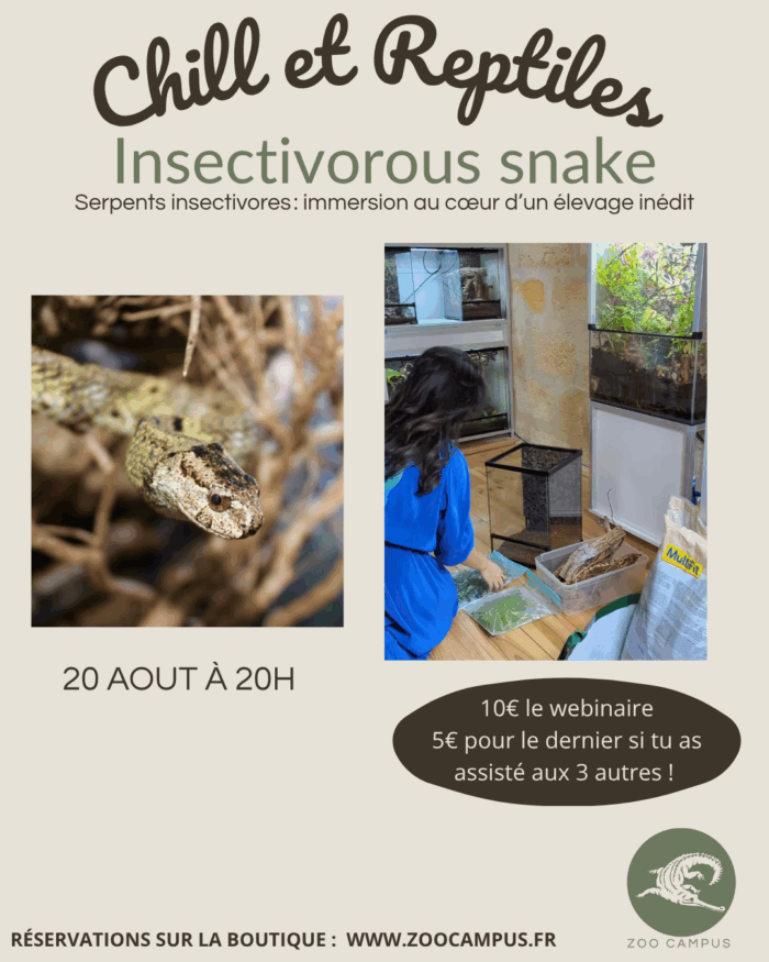 20/08 à 20h : Serpents insectivores : immersion au cœur d'un élevage inédit