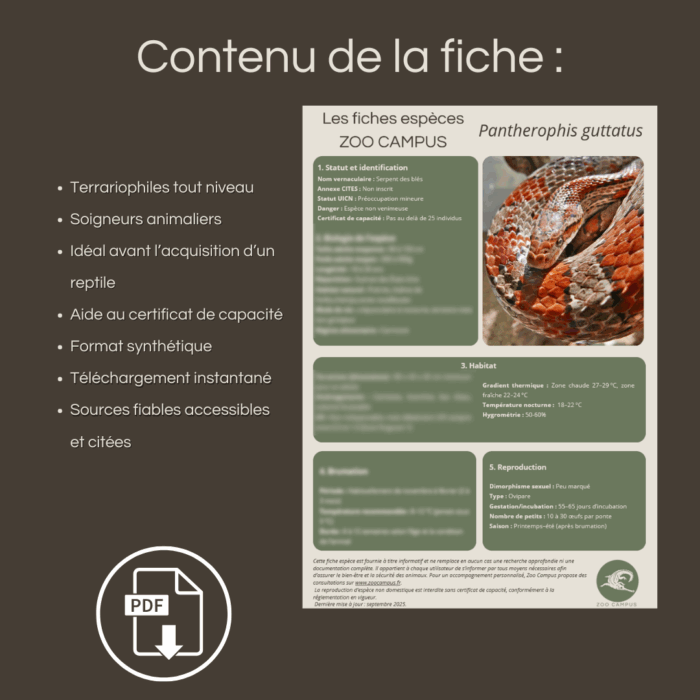 Pack : Serpent des maisons (Boaedon capensis) – Image 2