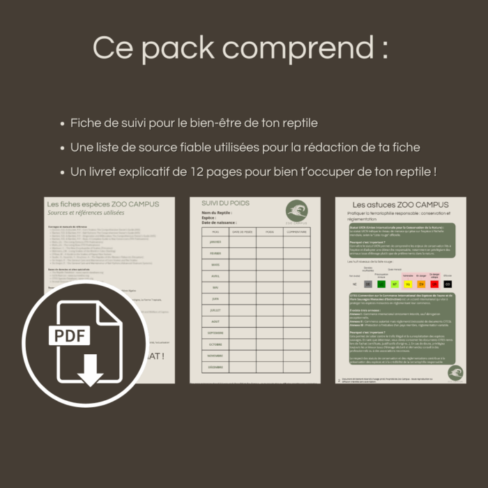 Pack : Serpent des maisons (Boaedon capensis) – Image 3