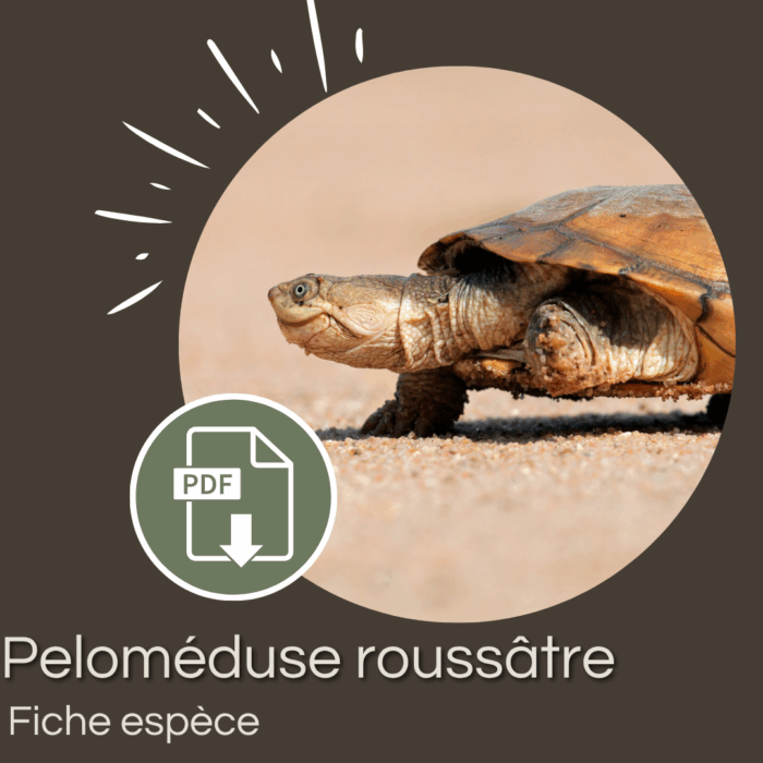 Pack : Péloméduse roussâtre (Pelomedusa subrufa)
