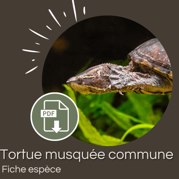 Pack : Tortue musquée (Sternotherus odoratus)