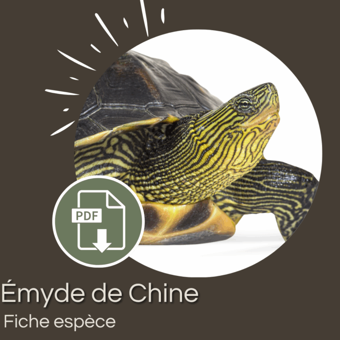 Pack : Emyde de Chine (Mauremys sinensis)
