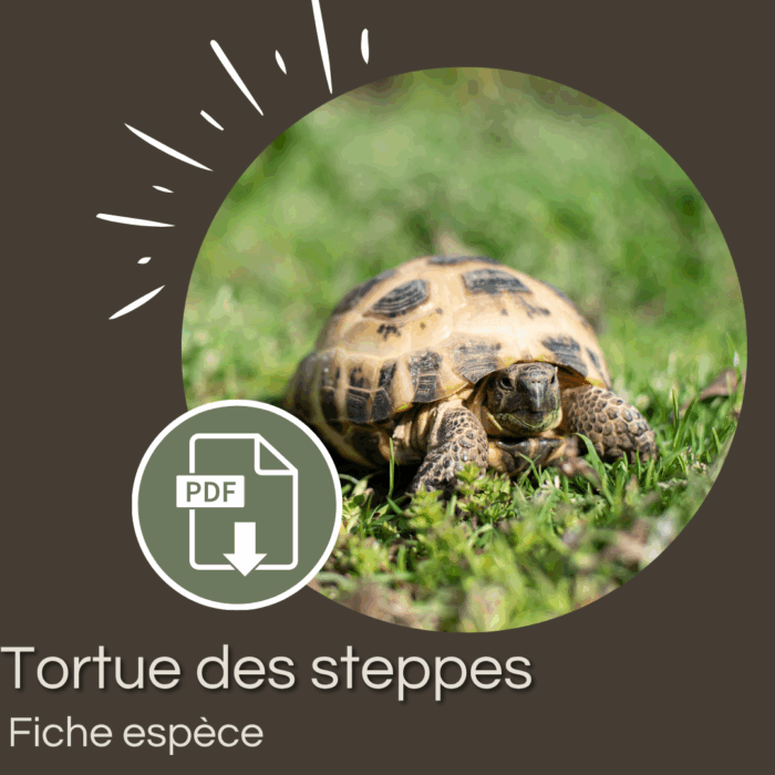 Pack : Tortue des steppes (Agrionemys horsieldi)