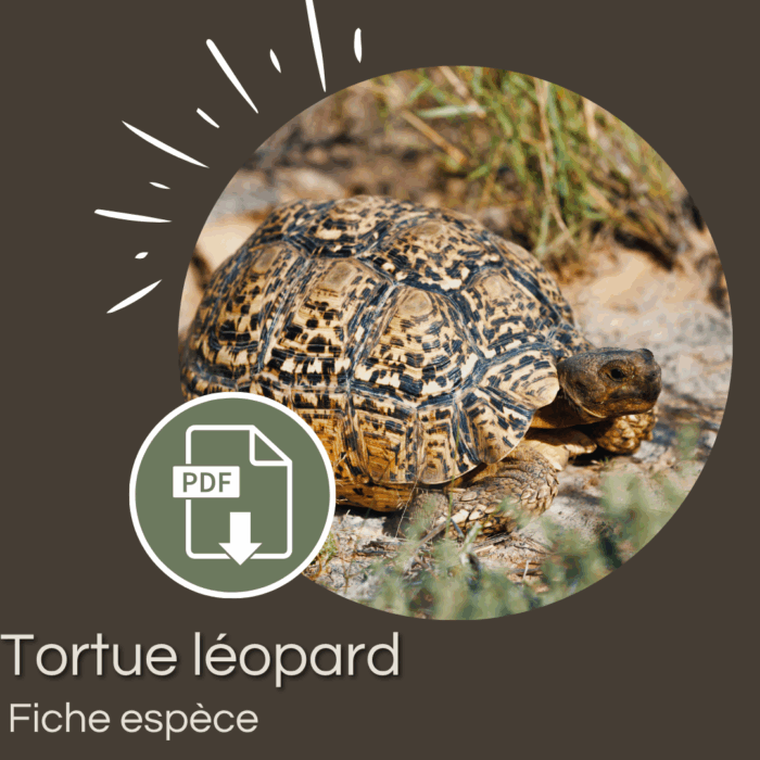 Pack : Tortue léopard (Stigmochelys pardalis)