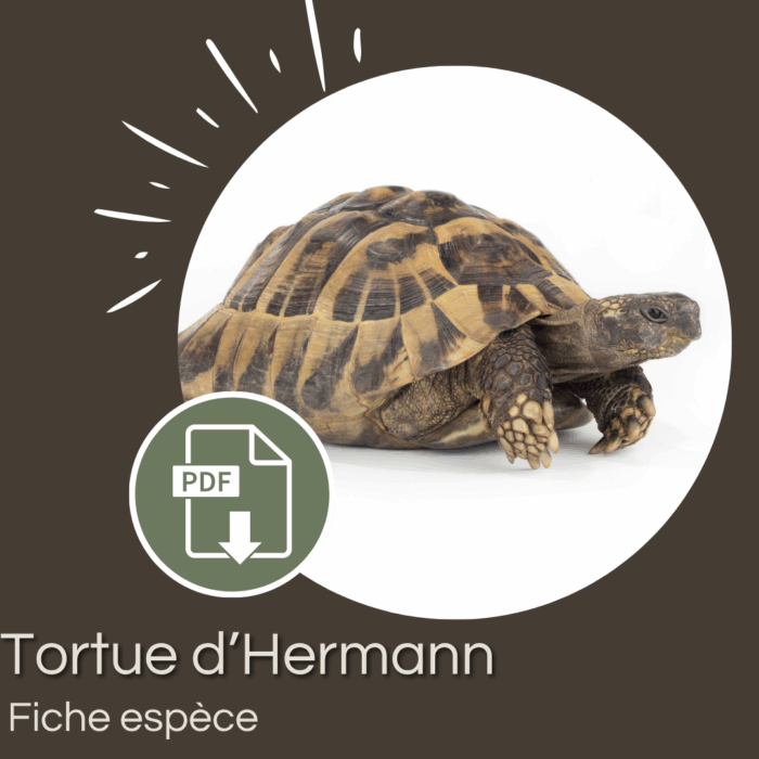 Pack : Tortue d'Hermann (Testudo hermanni)