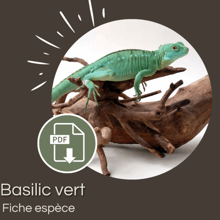 Pack : Basilic vert (Basiliscus plumifrons)
