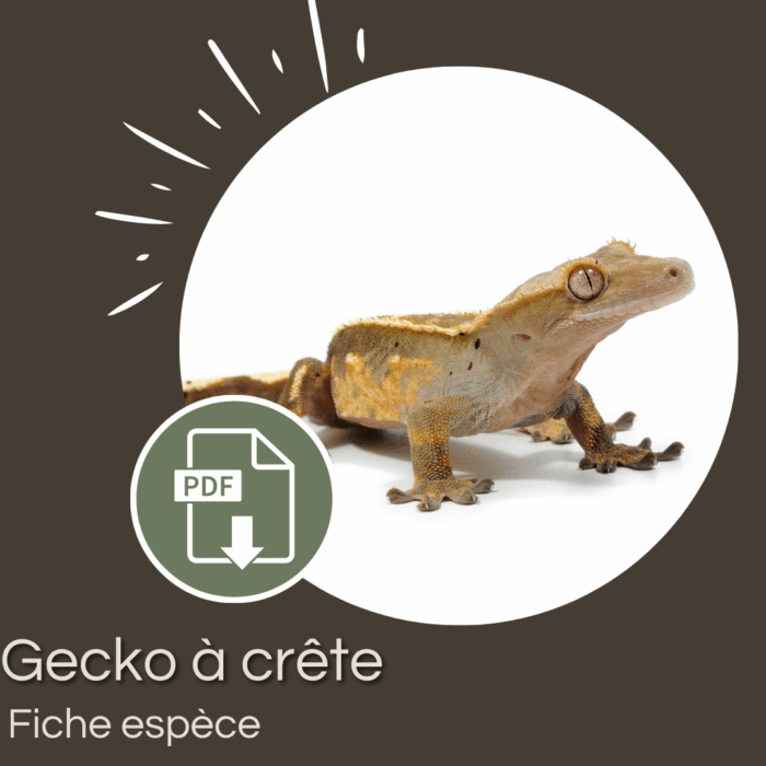 Pack : Gecko à crête (Correlophus ciliatus)