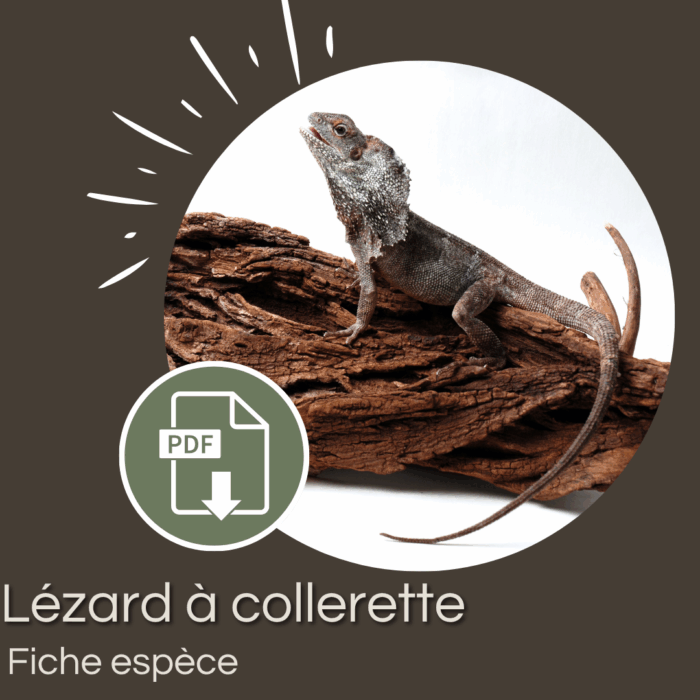 Pack : Lézard à collerette (Chlamydosaurus kingii)