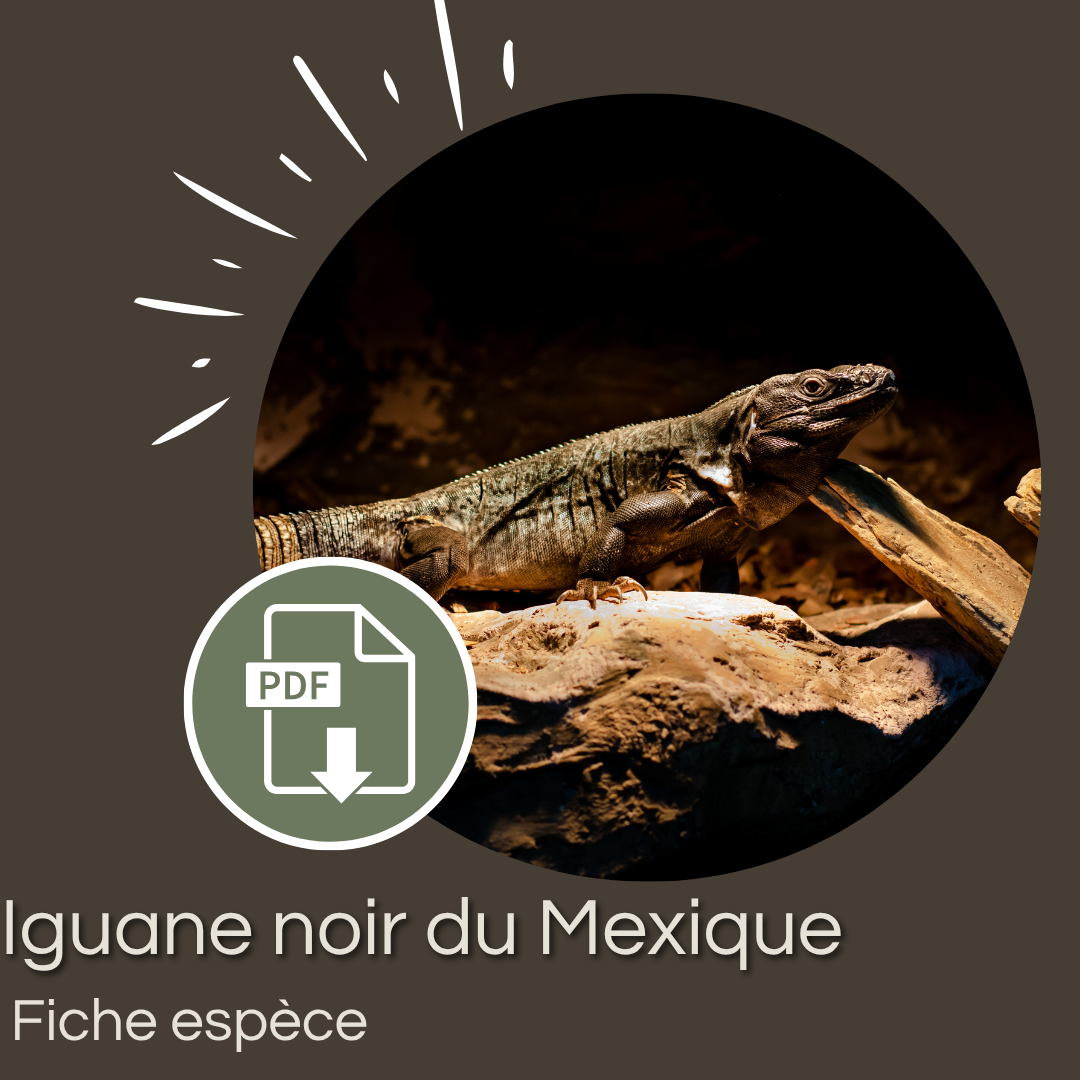 Pack 35 Fiches Espèces Lézards + Guide d'Interprétation Méthodologique (PDF) – Image 18