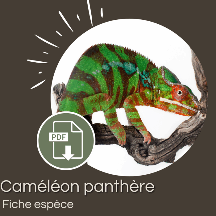 Pack : Caméléon panthère (Furcifer pardalis)
