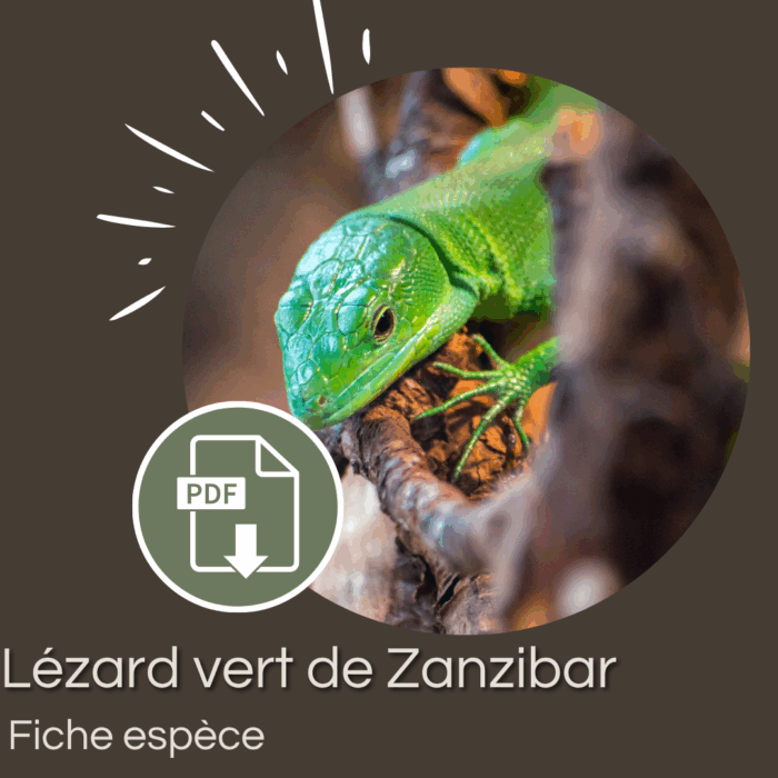 Pack : Lézard vert de Zanzibar (Gastropholis prasina)