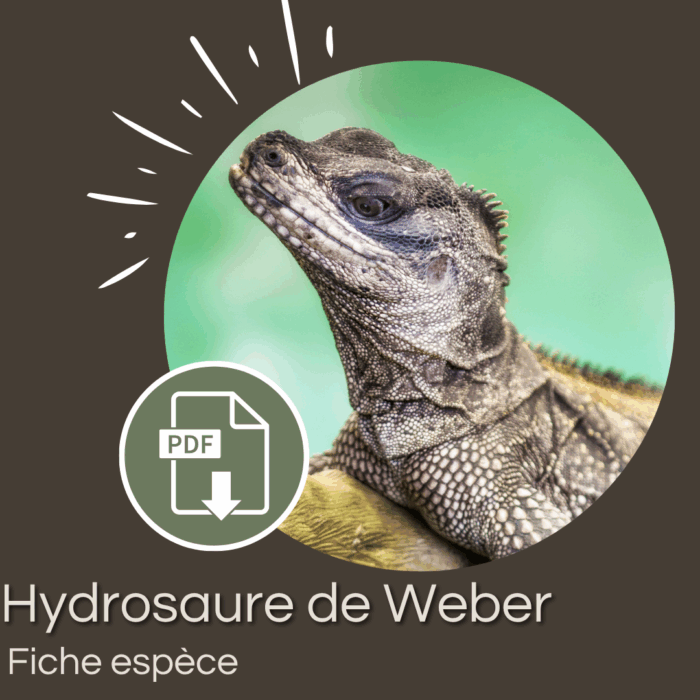 Pack : Hydrosaure de Weber (Hydrosaurus weberi)