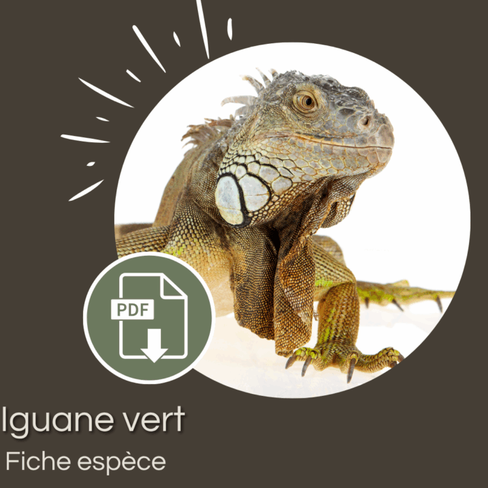 Pack : Iguane vert (Iguana iguana)