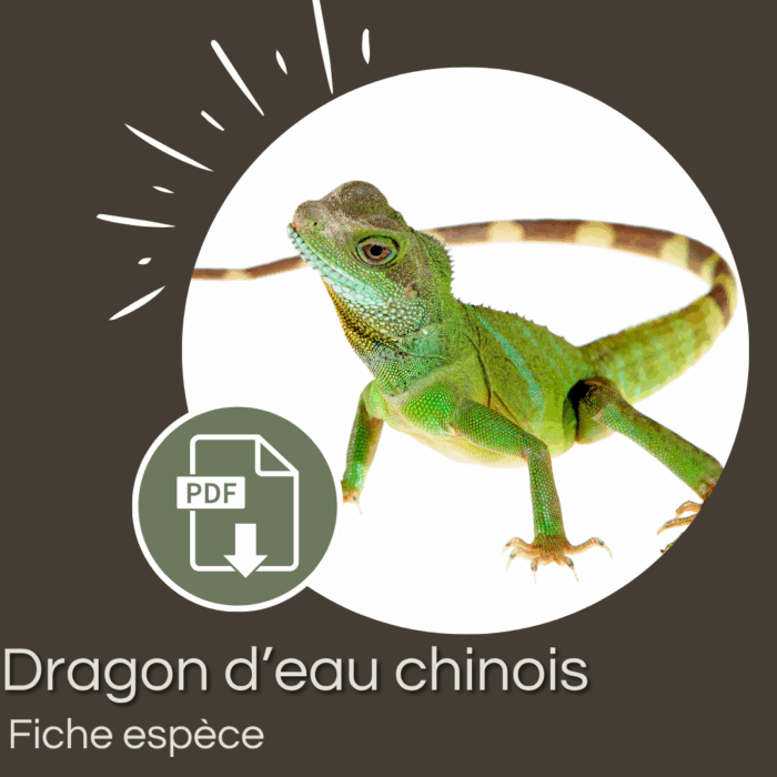 Pack : Dragon d'eau chinois (Physignathus cocincinus)