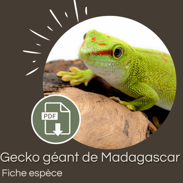 Pack : Gecko géant de Madagascar (Phelsuma grandis)