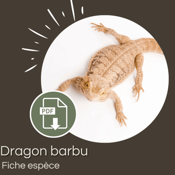 Pack : Dragon barbu (Pogona vitticeps)