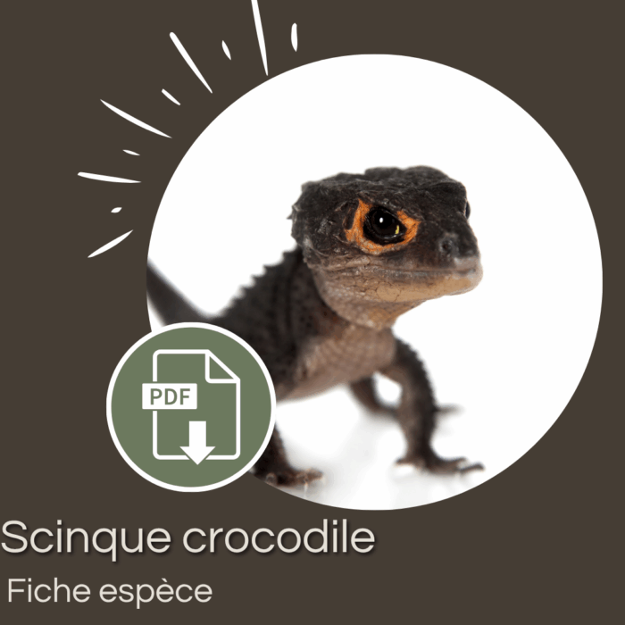 Pack : Scinque crocodile (Tribolonotus gracilis)