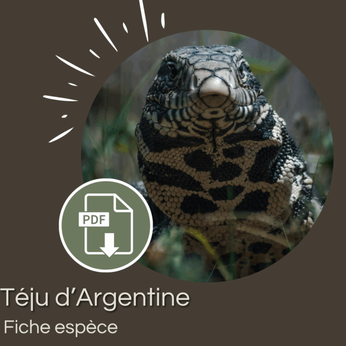 Pack : Téju d'Argentine (Tupinambis merianae)