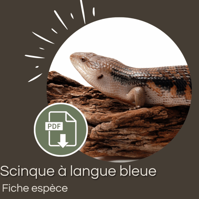 Pack : Scinque à langue bleue (Tiliqua scincoides)
