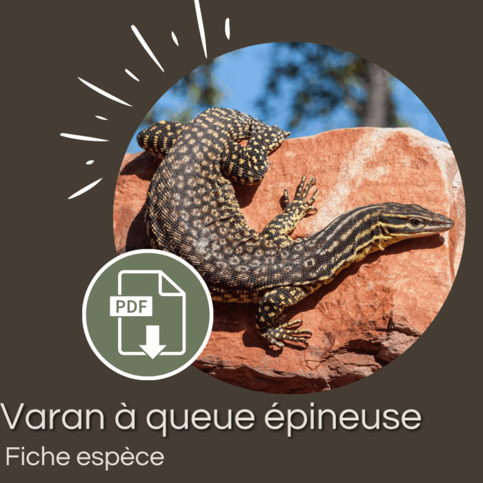 Pack : Varan à queue épineuse (Varanus acanthurus)