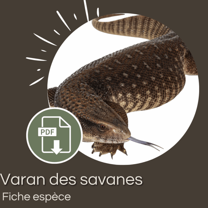 Pack : Varan des savanes (Varanus exanthematicus)