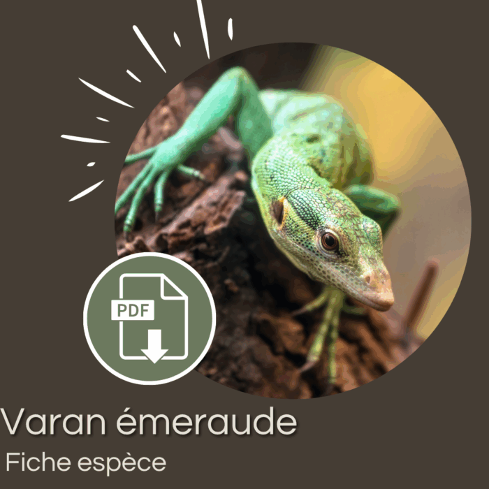 Pack : Varan emeraude (Varanus prasinus)