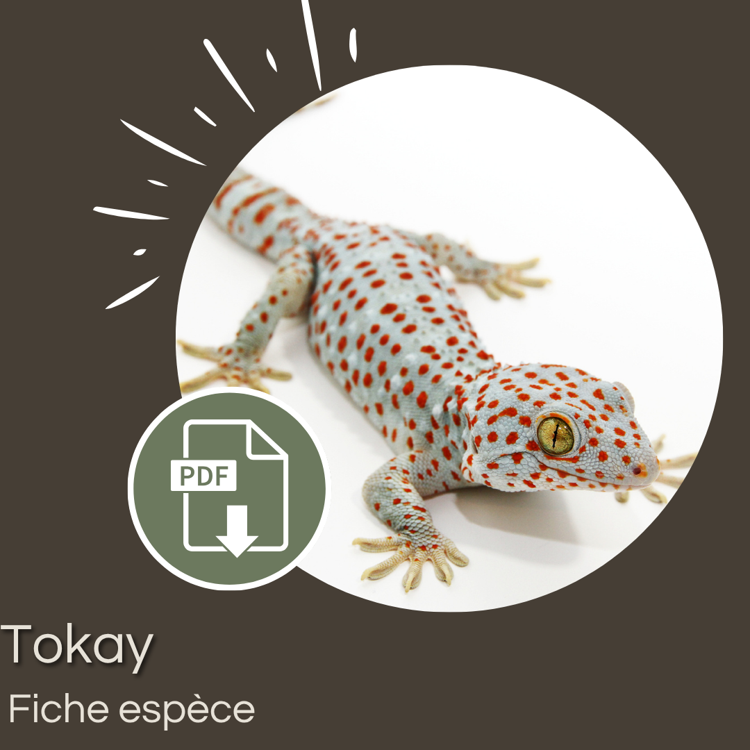Pack de 6 fiches : Geckos emblématiques – Image 9