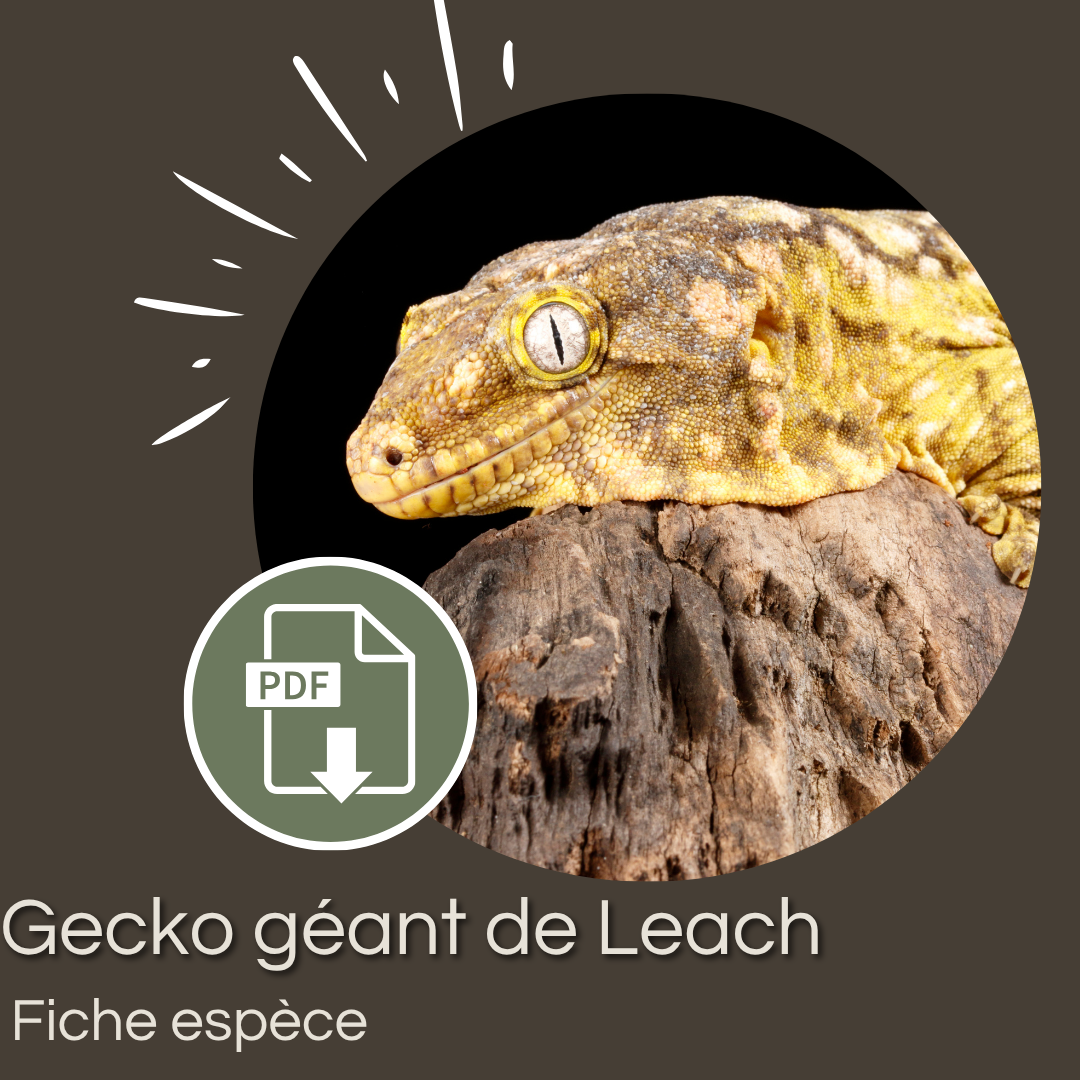 Pack : Gecko géant de Nouvelle Calédonie (Rhacodactylus leachianus)