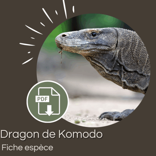 Pack : Dragon de Komodo (Varanus komodoensis)