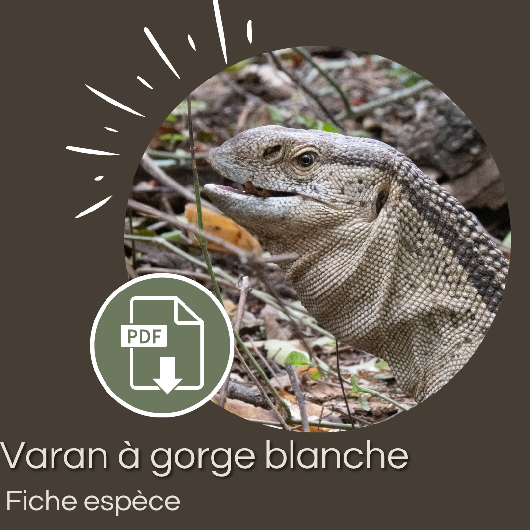 Pack : Varan à gorge blanche (Varanus albigularis)