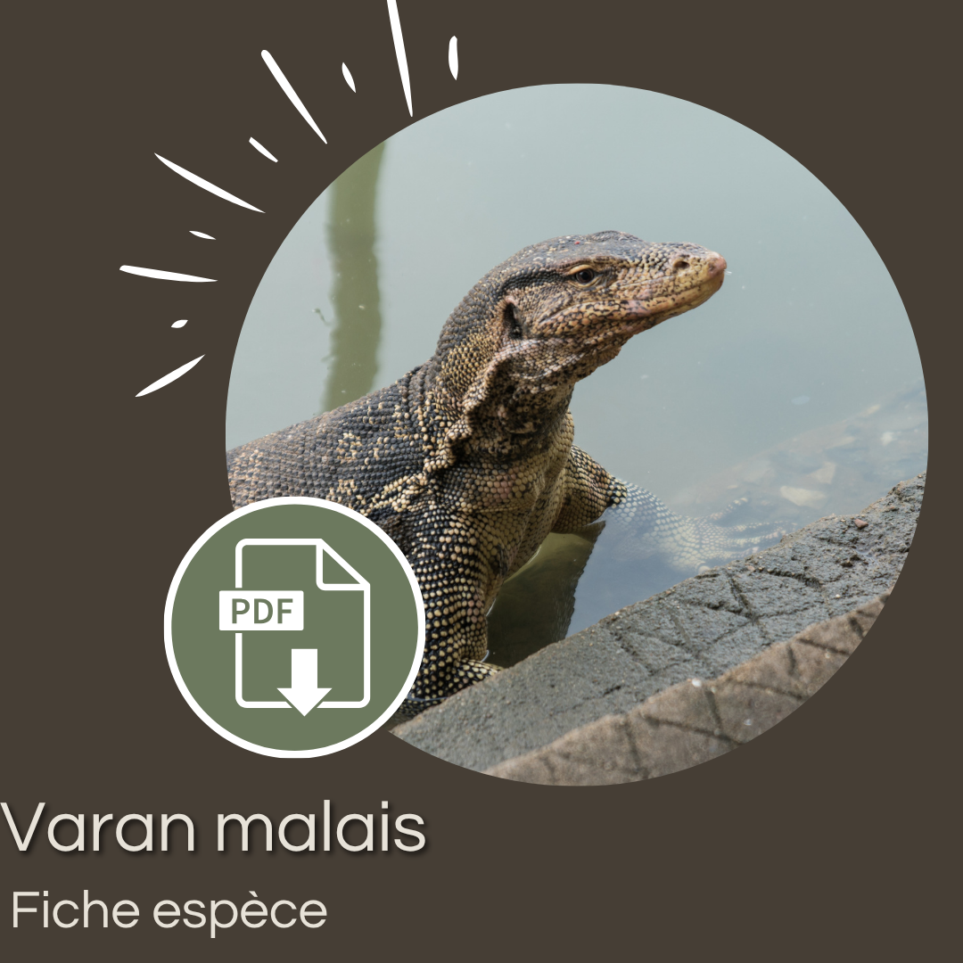 Pack de 6 fiches : Grands varans – Image 5
