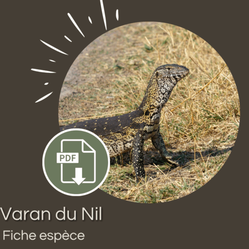 Pack : Varan du Nil (Varanus niloticus)
